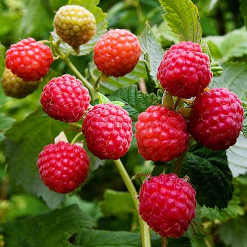 【虹越】樹莓盆栽苗 多季掛果刺葫蘆花園庭院種植果樹苗 樹莓哈瑞太茲