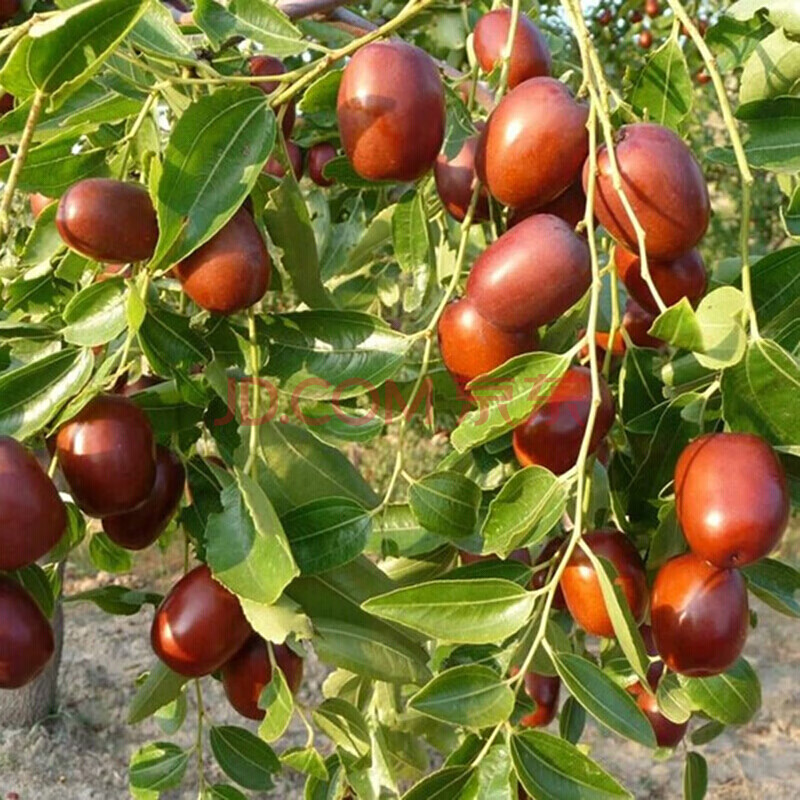 新疆和田玉枣 长红枣 枣树苗 嫁接果树苗冬枣大红枣树苗 10年苗爆满