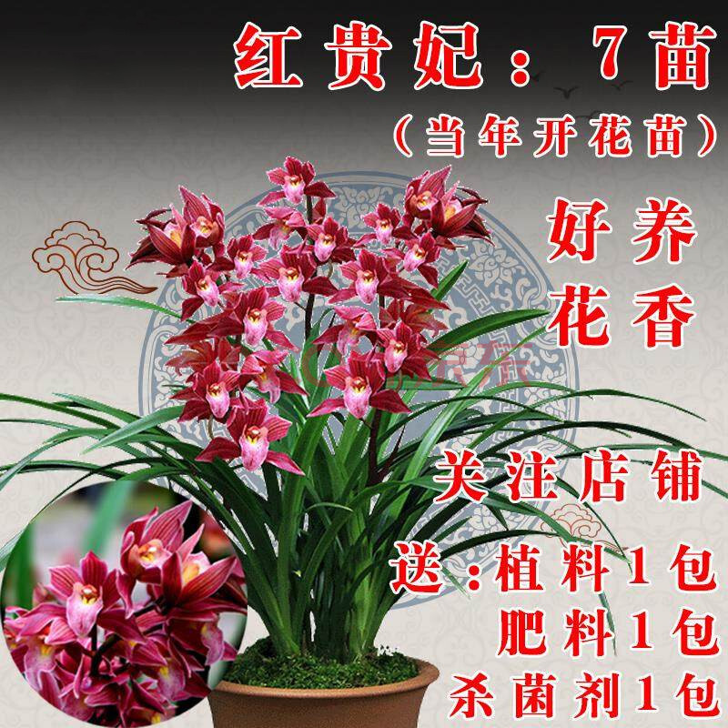 兰花苗带花苞蕙兰浓香四季建兰墨兰盆花室内花卉植物盆栽 特惠红贵妃7