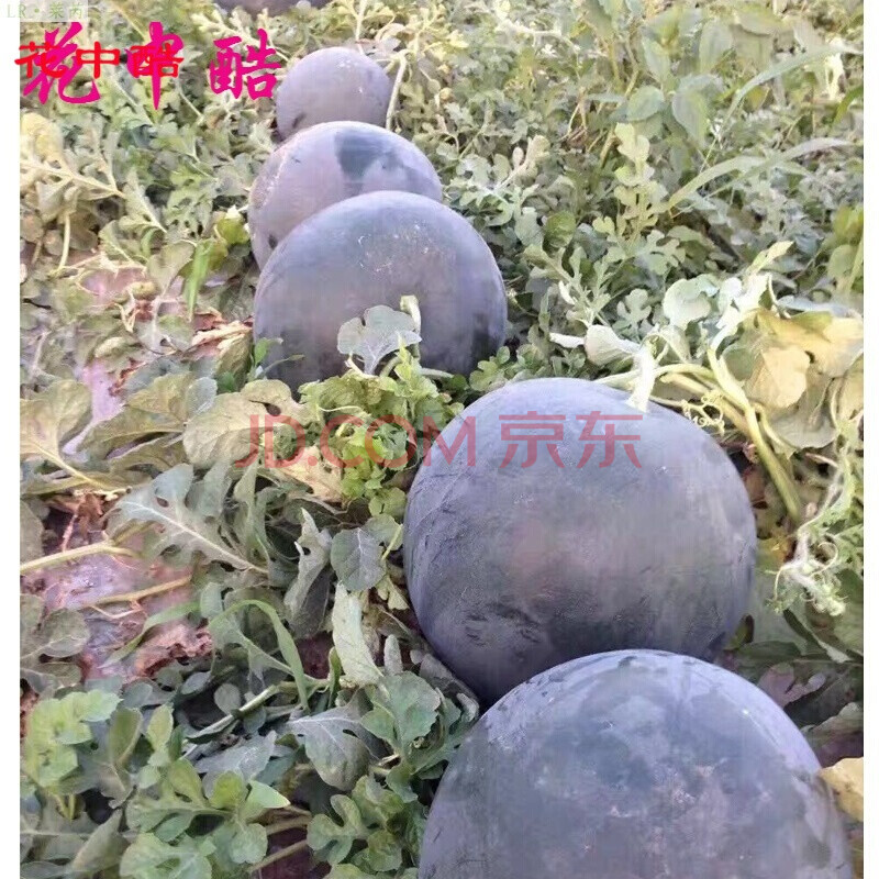 特大超甜巨型无子西瓜 懒汉水果种籽 黑皮红瓤无籽甜皮薄早佳8425西瓜