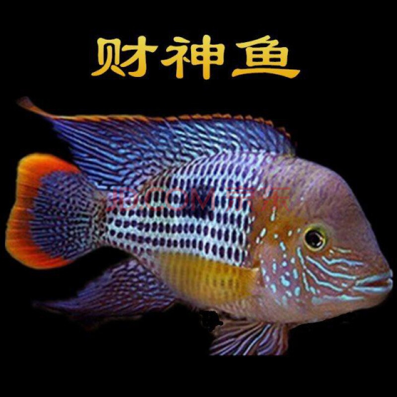 中大型熱帶魚觀賞魚玉面紅尾皇冠魚活體老壽星魚魚金魚錦鯉 14-16cm二