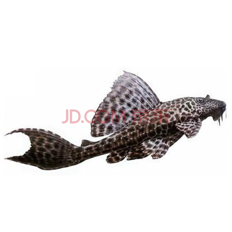 jypet豹纹清道夫鱼观赏鱼淡水冷水清洁工具鱼活体 黑清道15-16厘米3条