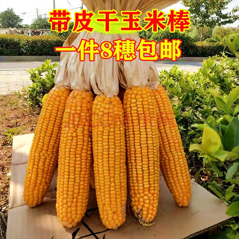 干玉米棒子农家笨玉米主食老玉米棒干装饰玉米穗1份8穗采购批发 (备用