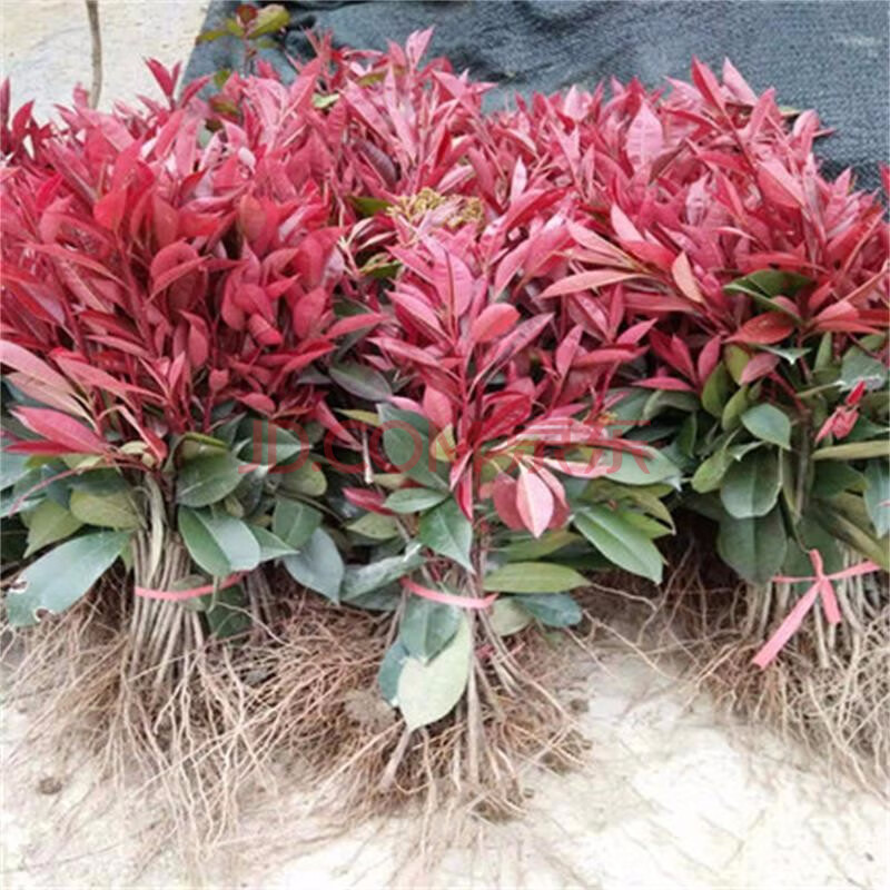 【拓塞红叶石楠小苗40-50cm高100棵】拓塞 苗木基地红叶石楠小苗红叶