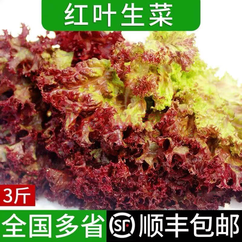 新鲜红叶生菜2斤 罗莎红 散叶花叶紫叶生菜 西餐蔬菜沙拉食材配菜 2斤