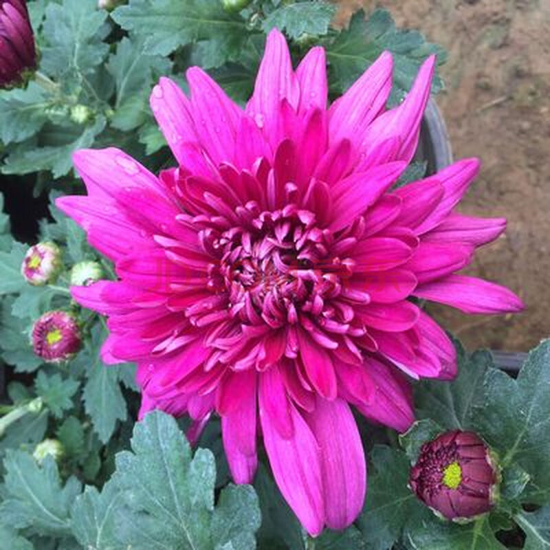 菊秋菊盆栽带花苞耐寒菊花苗庭院阳台绿植四季菊荷兰菊乒乓菊 紫芙蓉