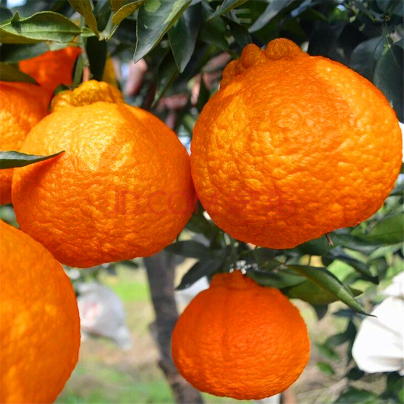 丑橘耙耙柑新鲜大果一级四川丑八怪橘子5斤装