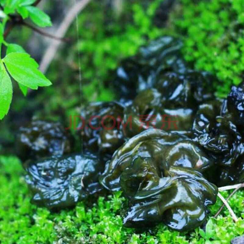 【助力湖北】荆门野生新鲜地皮菜地软免洗净重300g 新鲜地皮菜1袋装