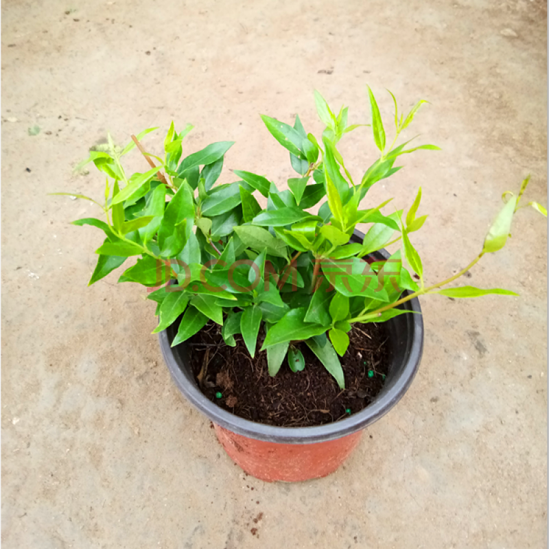 黄香水茉莉花苗 冬季耐寒植物 法国香水小苗 不含盆