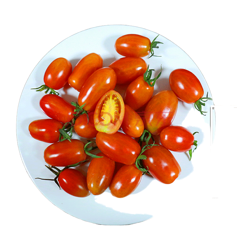 东北丹东409小番茄 碱地小柿子2.5kg 圣女果牛奶草莓小番茄
