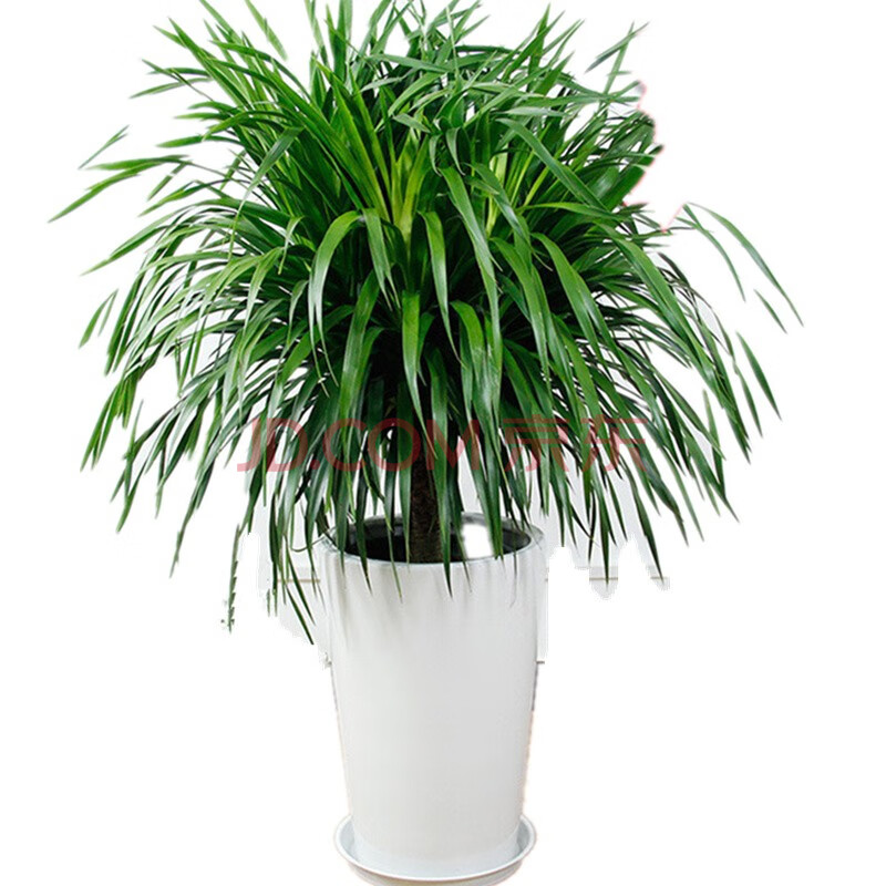 发财树大型绿植花卉盆栽幸福树天堂鸟散尾葵万年青鸭脚木金边巴西铁