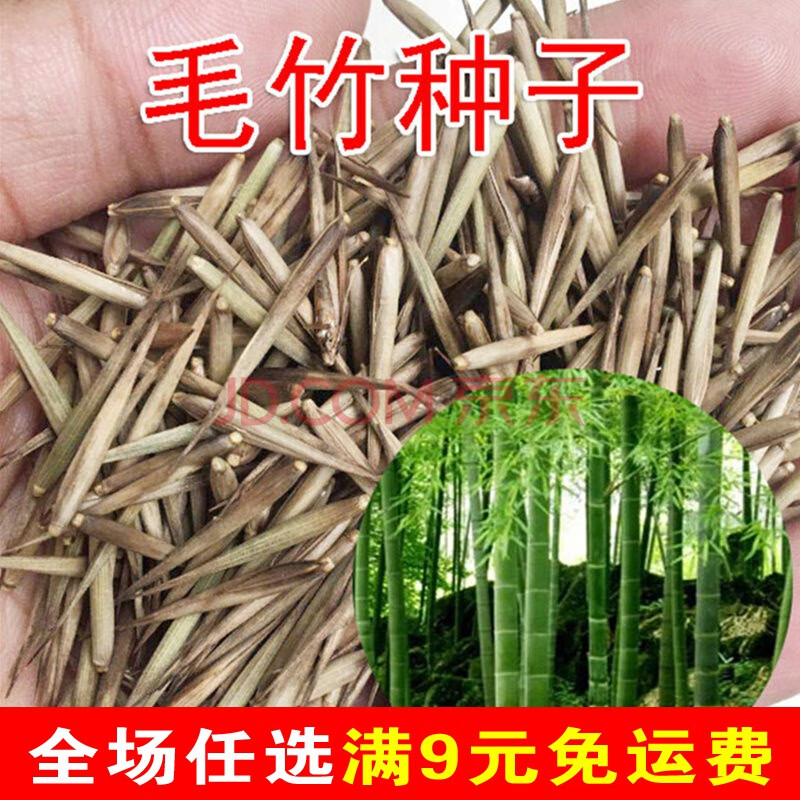 大型毛竹种子紫竹佛肚竹四季种竹子雷竹食用竹笋大青竹早竹籽 大型