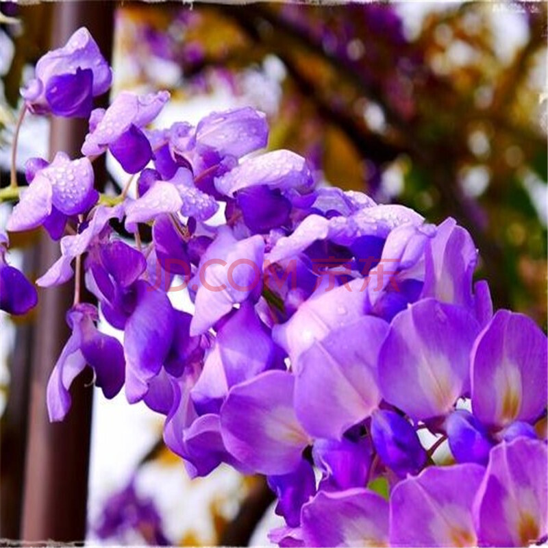 爬藤屋顶爬山虎苗 盆栽花园 围墙庭院攀援植物凌宵金银花 浅紫色 5