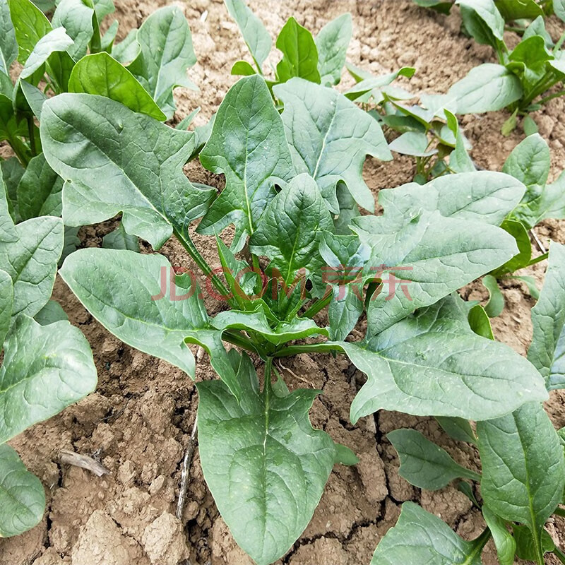 【西纯生鲜】新鲜菠菜 大叶红根老菠菜新鲜蔬菜农家 【量贩装】5斤新