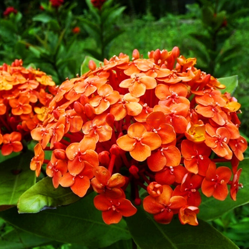 元井汇中华大花木本琼花木绣球树苗室外地栽盆栽绣球花苗绣球树苗 女