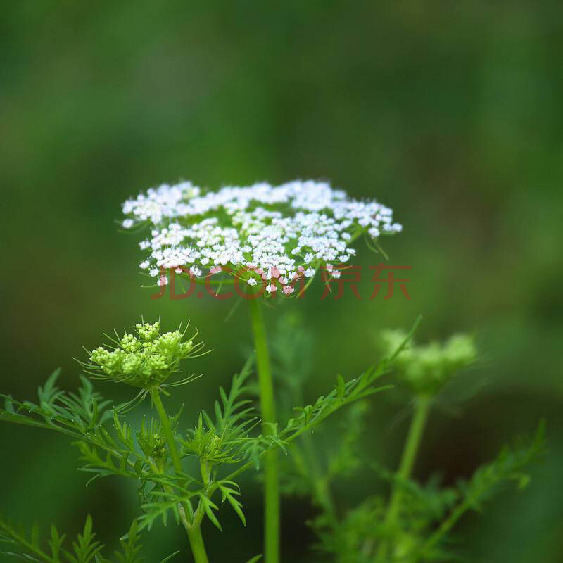 花琴 蛇床子種子 野胡蘿蔔子種子 蛇米 野茴香 寸金草種子 蛇珠.