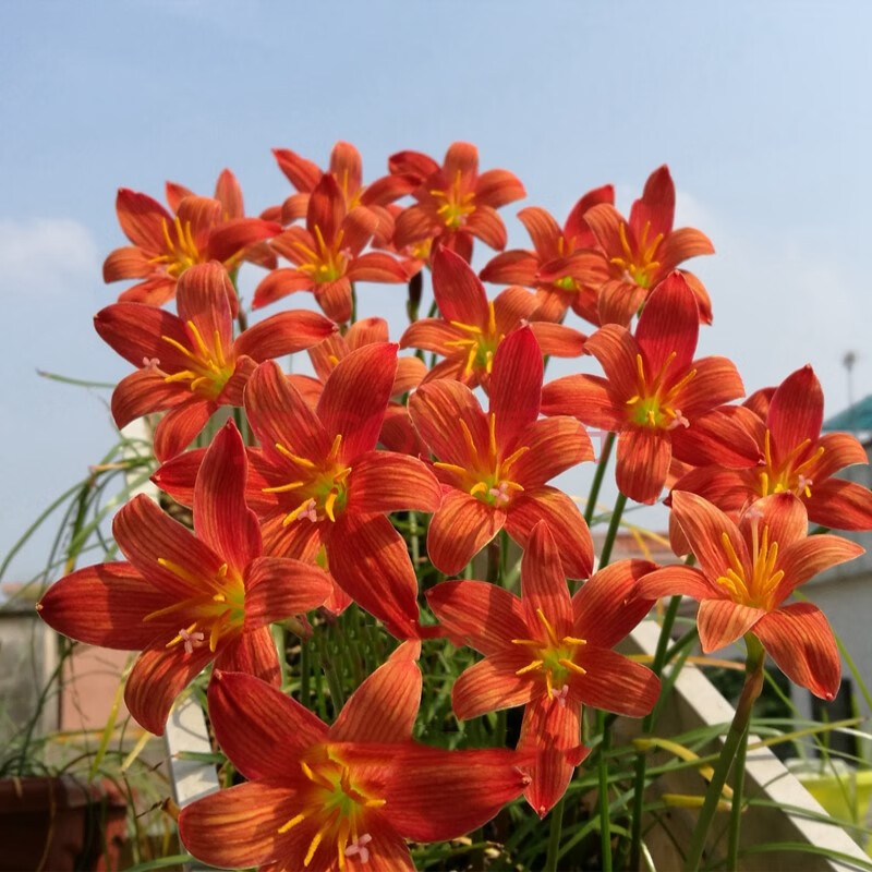 苗风雨兰韭兰花韭菜莲石蒜花种球根花卉室内外观花植物兰花 巨花葱兰