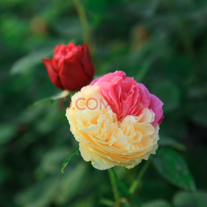 月季花苗 微型玫瑰花苗 歐洲藤本月季苗 陽臺月季 切花月季 風月 中