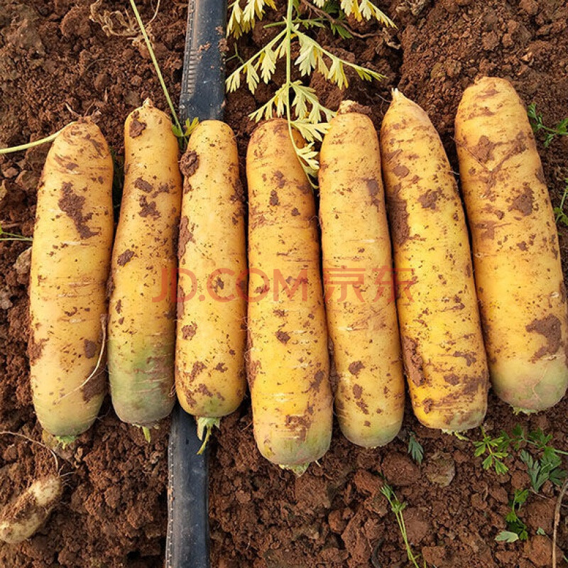 山西运城黄胡萝卜脆甜水果萝卜新鲜现挖蔬菜绿色食品新疆手抓饭 5斤装