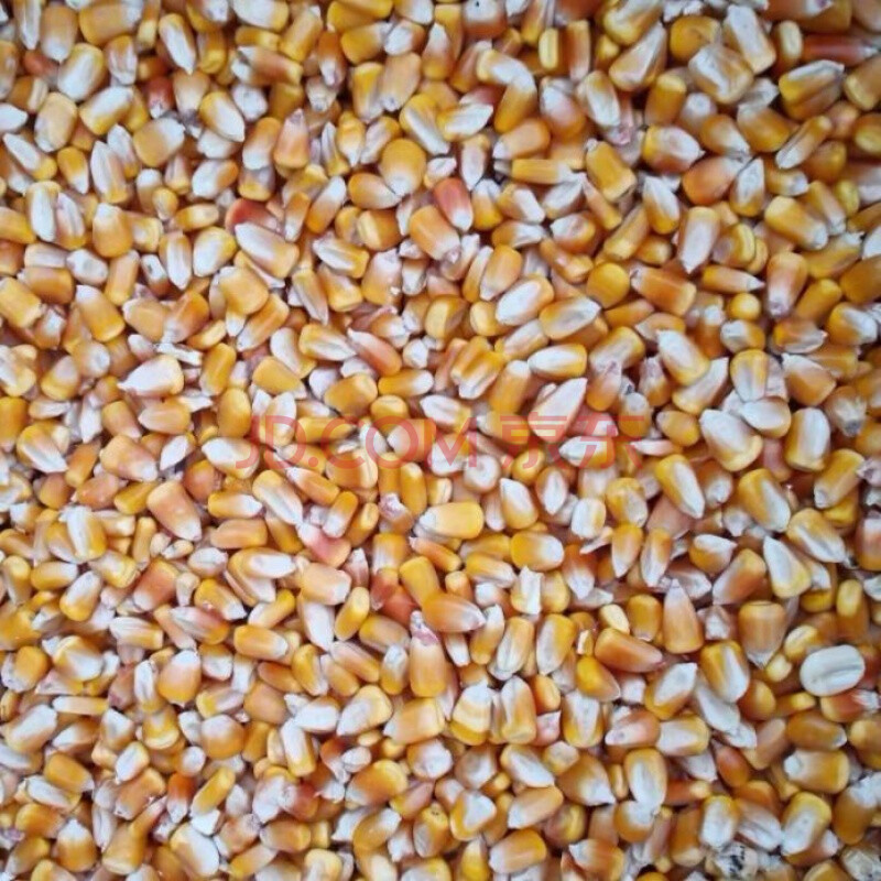 玉米粒干玉米粒玉米籽鸽子鸡鸭鹅鸟鸽子饲料打窝鱼饵全国 大颗粒20斤