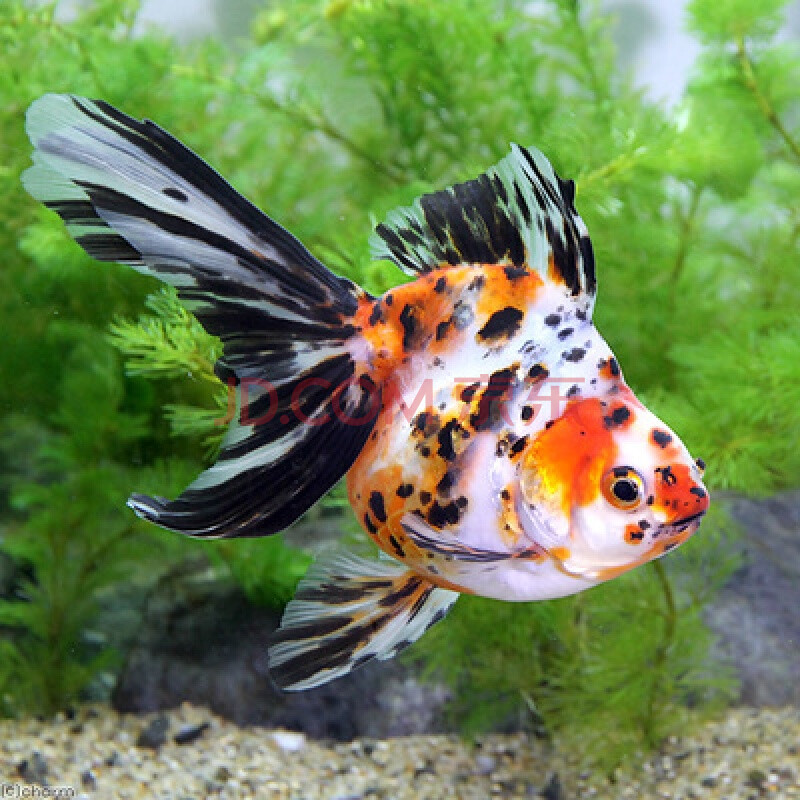 鱼淡水鱼红白鎏金长尾鎏金高背鎏金樱花鎏金鱼 精品五花鎏金12-15cm