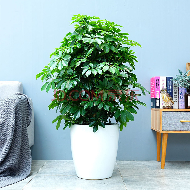 鸭脚木鸭掌木盆栽室内大型植物七叶莲八方来财绿植吸甲醛净化空气