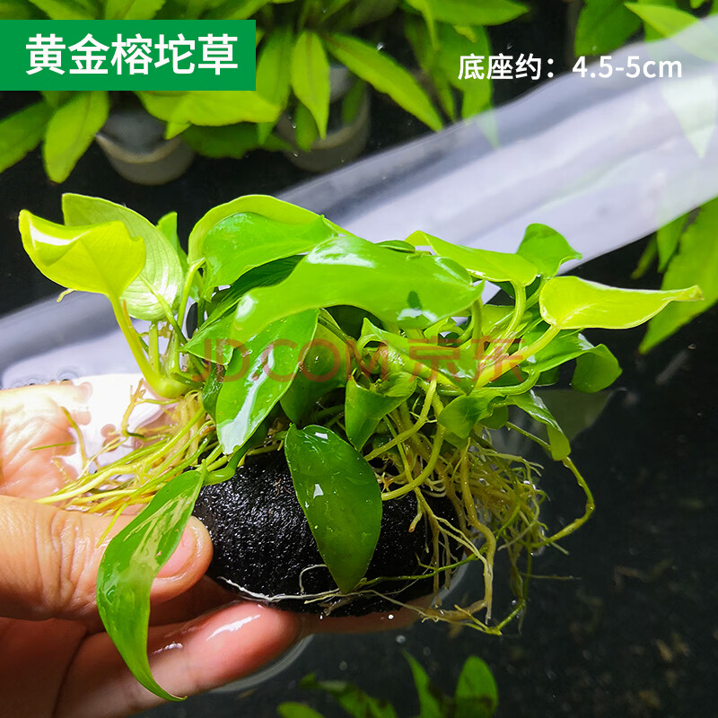 鱼草缸懒人坨草活体新手入门级无土净化水质不用泥的水草 黄金榕小坨