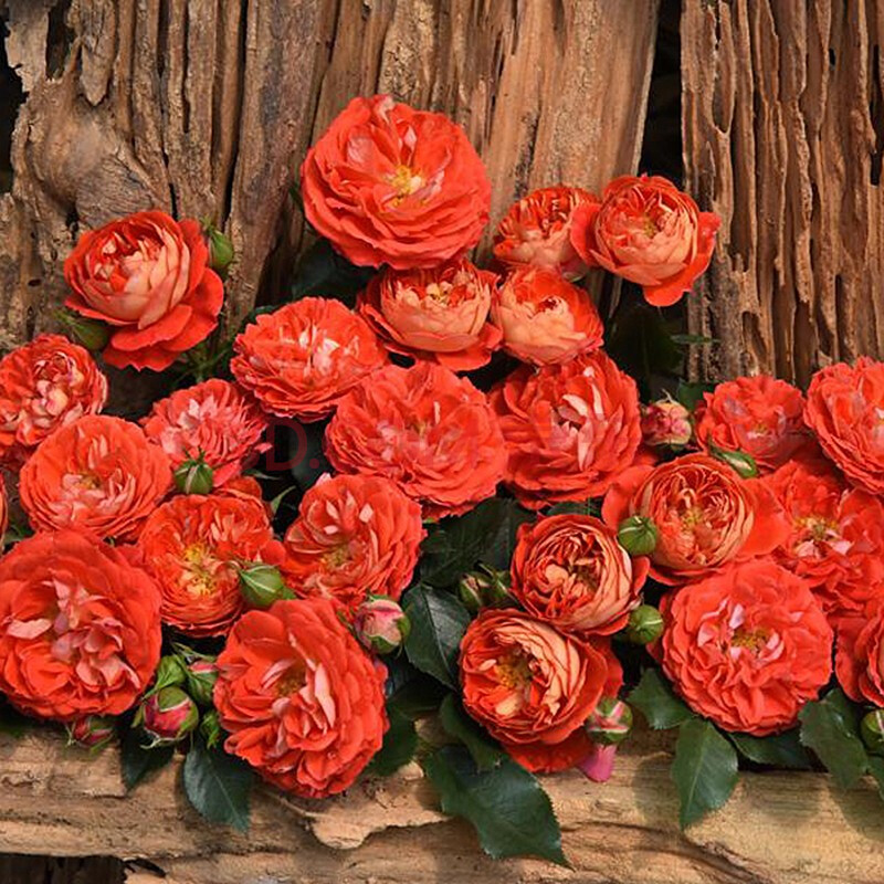 月季花苗大花浓香四季开花不断室内阳台观花植物盆栽 卡门阳台 中盆苗