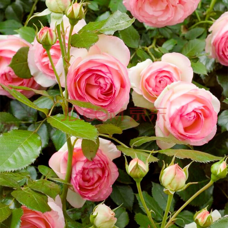 粉色龙沙宝石 带盆栽好