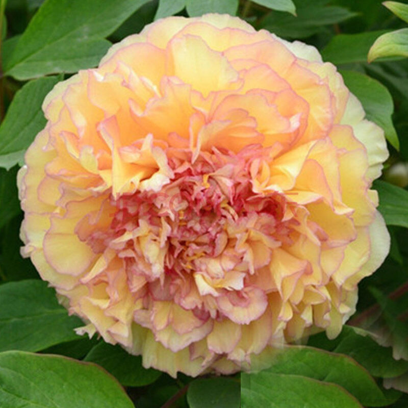 重瓣牡丹苗牡丹花盆栽室内绿植盆栽庭院绿植物当年可开花多品种菏泽多