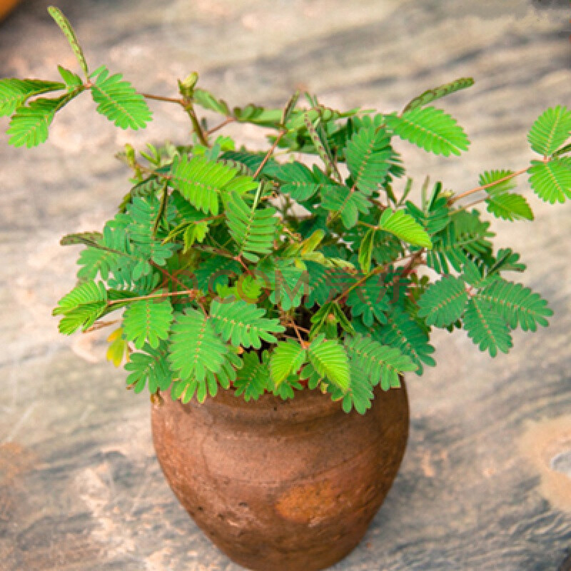 重瓣混色七彩满天星花种子四季种易活开花不断室内花籽 含羞草200粒