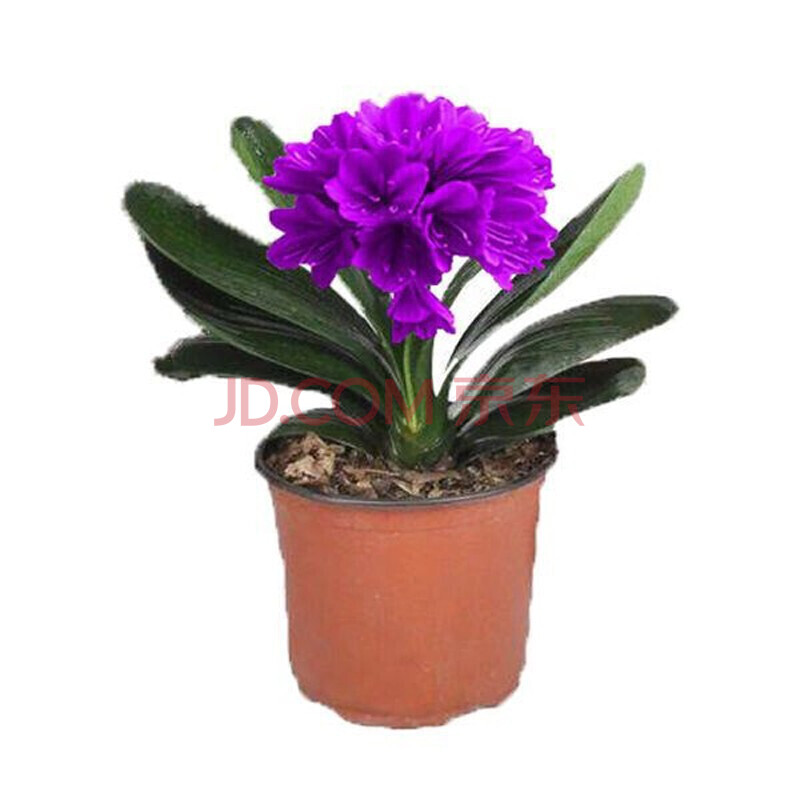 【带盆栽好】君子兰花苗盆栽 天紫 4-6片叶子栽好发货