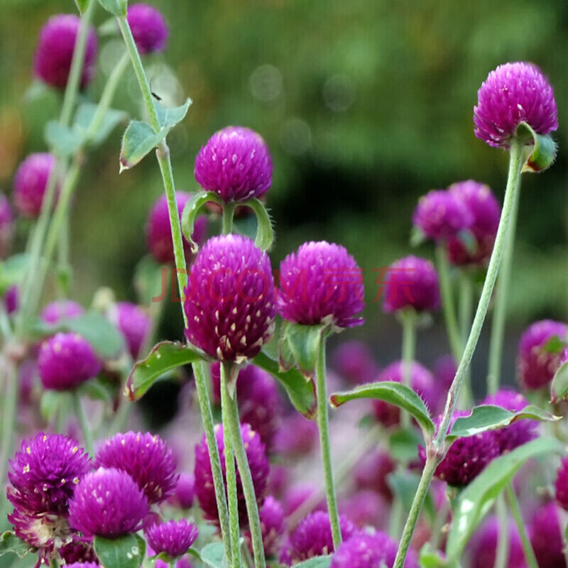 藍香芥種子景觀花海花卉種子歐亞香花芥花種子易種花籽庭院四季易活