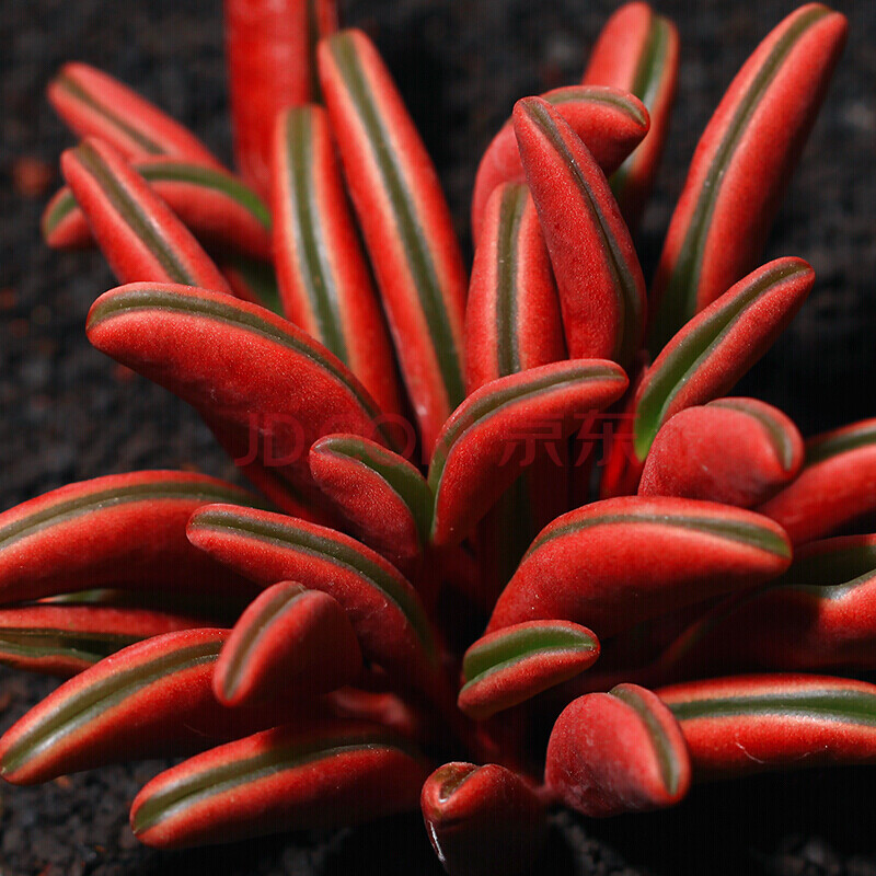 醉花苑園藝多肉植物【丸葉克拉夫】紫蝶多肉橡皮椒草綠植肉肉紅背椒草