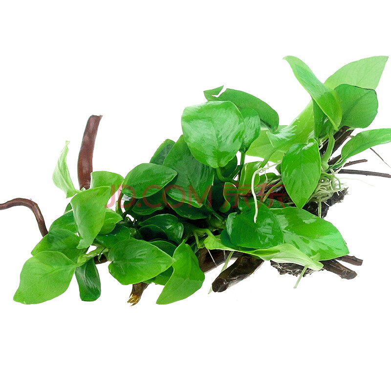 奇溢自然 金钱榕沉木 鱼缸造景 水草活体 水草 活体 草缸 鱼缸水族箱
