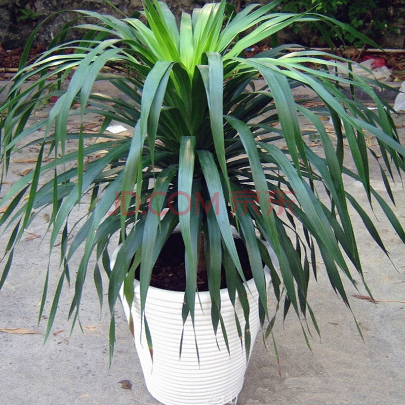 龙铁血树苗花卉盆栽办公室居家室内大型盆栽花卉盆景龙须树四季常绿