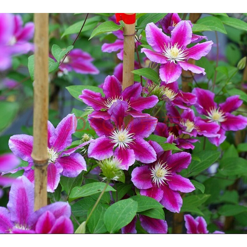 qianiu铁线莲 如梦 超新星 枝条已修剪到5厘米发货 哈尼亚2年 含盆