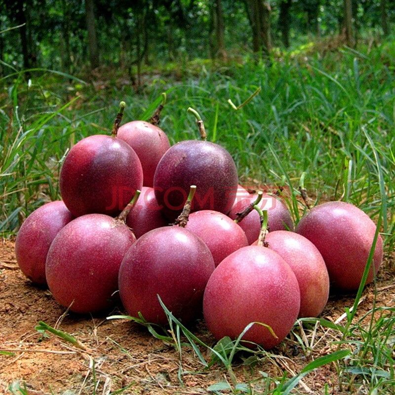 百香果苗 紫香一号 苗木 西番莲果水果 树苗 (台农5棵)