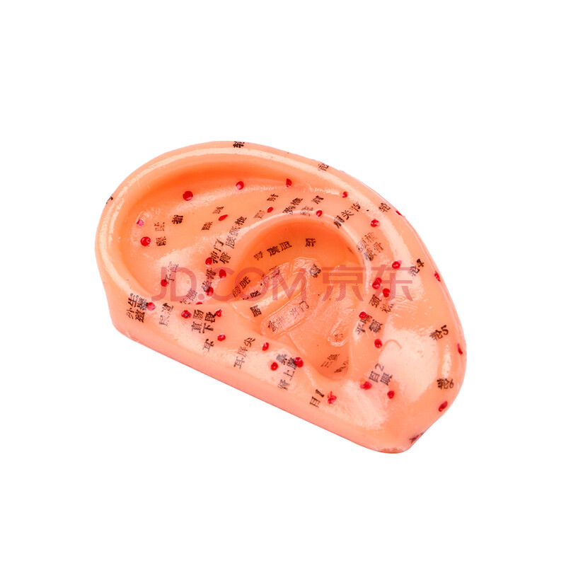 斯特斐尔 手模型耳穴模型 耳朵耳部反射区 标准穴位模型 耳模型8cm