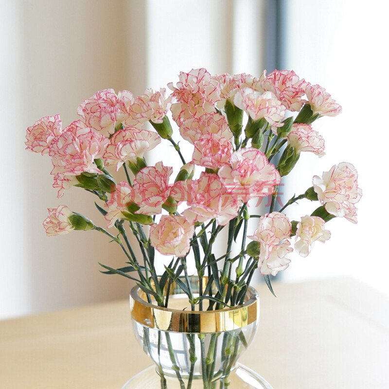 多头 鲜花 家庭速递 家用 插花 直发 新鲜花朵 多头白色粉边康乃馨18