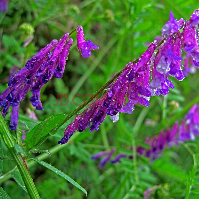 梦族园林(mengzuyuanlin) 光叶紫花苕 毛苕子蜂 蜜源用种子 野豌豆