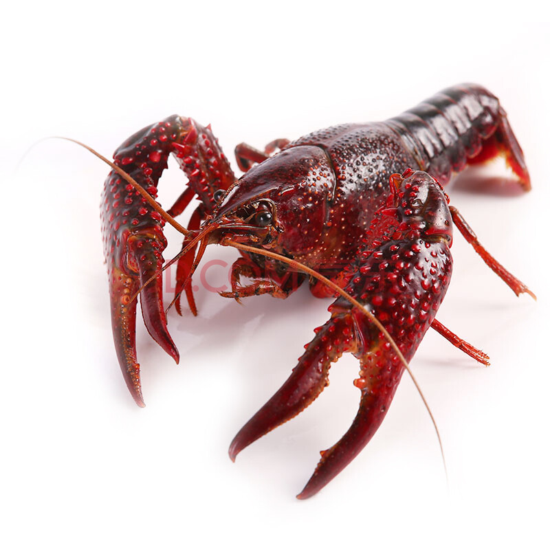 【活鲜】渔传播 盱眙鲜活小龙虾6-8钱 1000g 赠调料 麻辣 海鲜水产