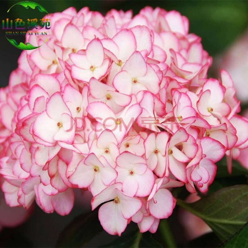 绣球花苗当年开花盆栽地栽植物绣球苗紫阳花八仙花洋绣球 爱你的吻 10