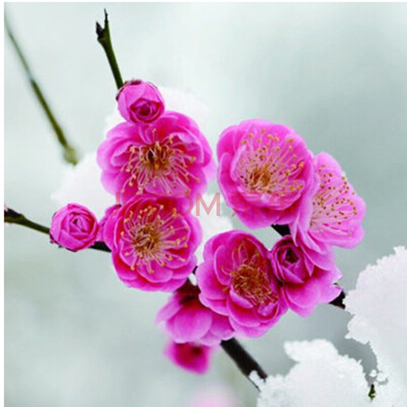 元井 红梅腊梅绿梅苗造型盆景四季梅花苗美人梅素心腊梅花树苗庭院