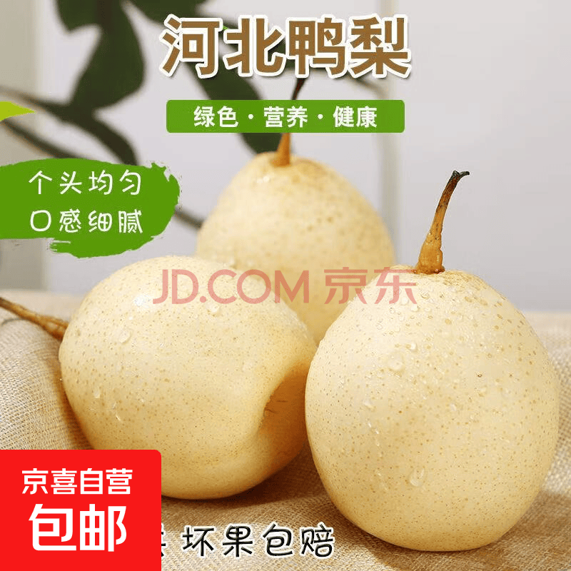 赵州水晶鸭梨河北鸭梨威县鸭梨12 鸭梨带箱2斤净重1.6-1.8斤单果150g【图片 价格 品牌 报价】-京东