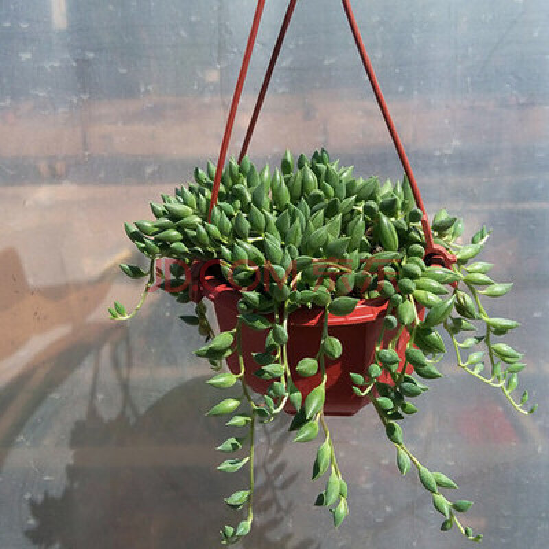 盆栽 绿萝常青藤 爱之蔓垂吊盆栽 花卉绿植 蕨类 竹芋 盆栽 情人泪 一