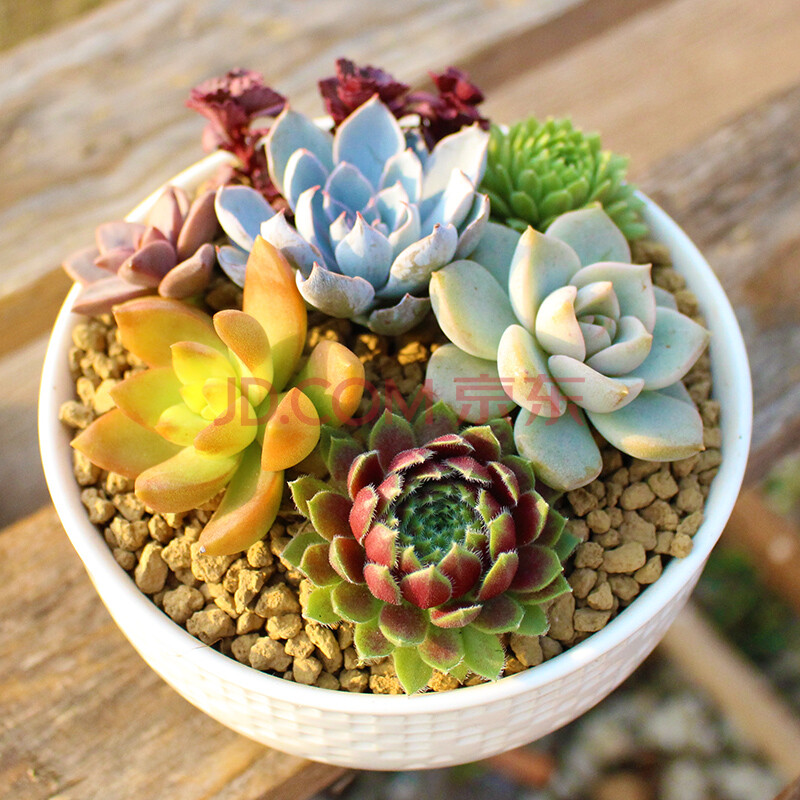 多肉植物组合盆栽diy套餐办公室肉肉植物净化空气盆栽 白瓷系列a 含盆