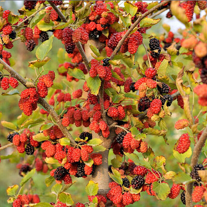 桑树苗果桑 长新鲜桑叶养蚕宝宝 桑葚苗果桑树桑苗 桑椹树可盆栽 四季