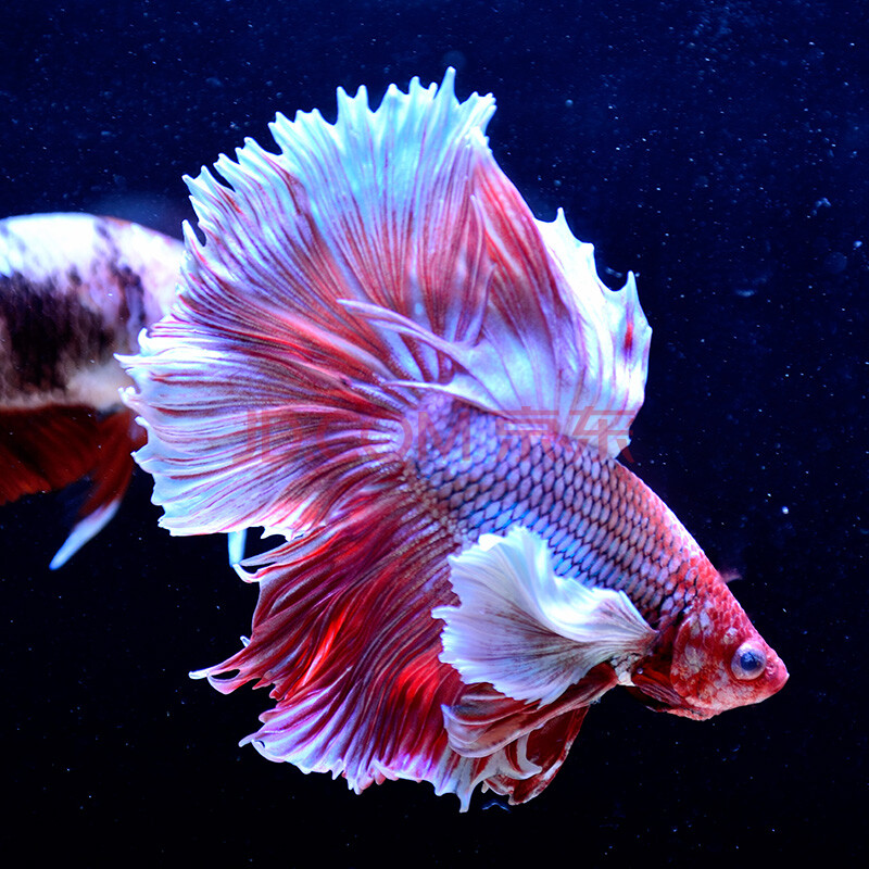 泰国斗鱼活体巨斗半月暹罗级大斗练手鱼热带鱼观赏鱼活体公母 半月