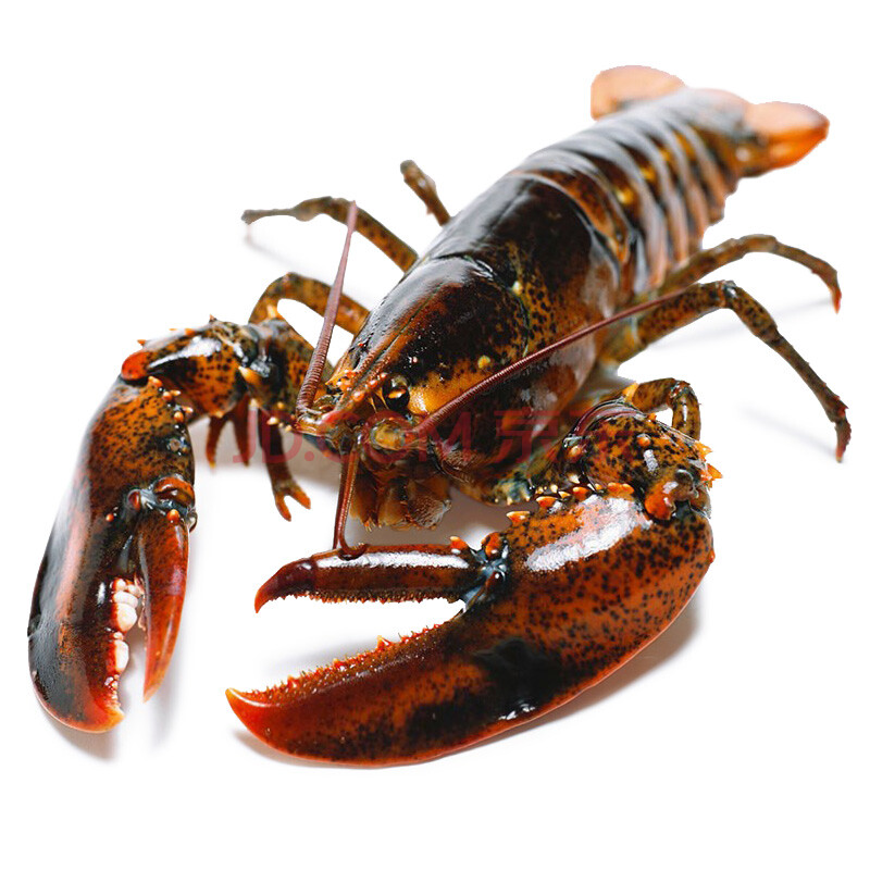 御品集美鲜 活鲜波士顿龙虾加拿大进口海鲜 2kg一只